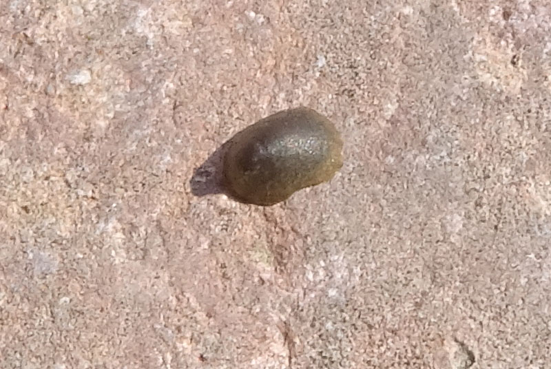 Ancylus fluviatilis (?) - Ancylidae